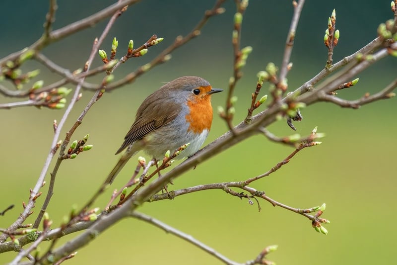 Bird watching in nature