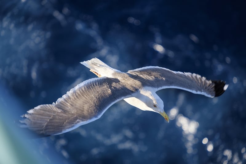Bird in the wild